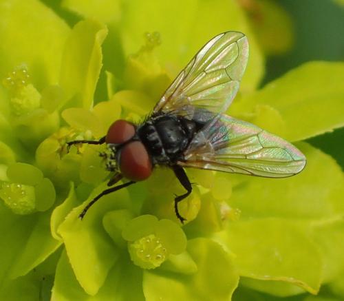 Phasia obesa